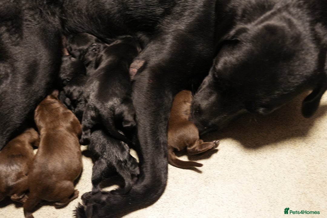 Labrador Retriever dogs for sale: Labrador puppies 2 male black KC reg - Image 13