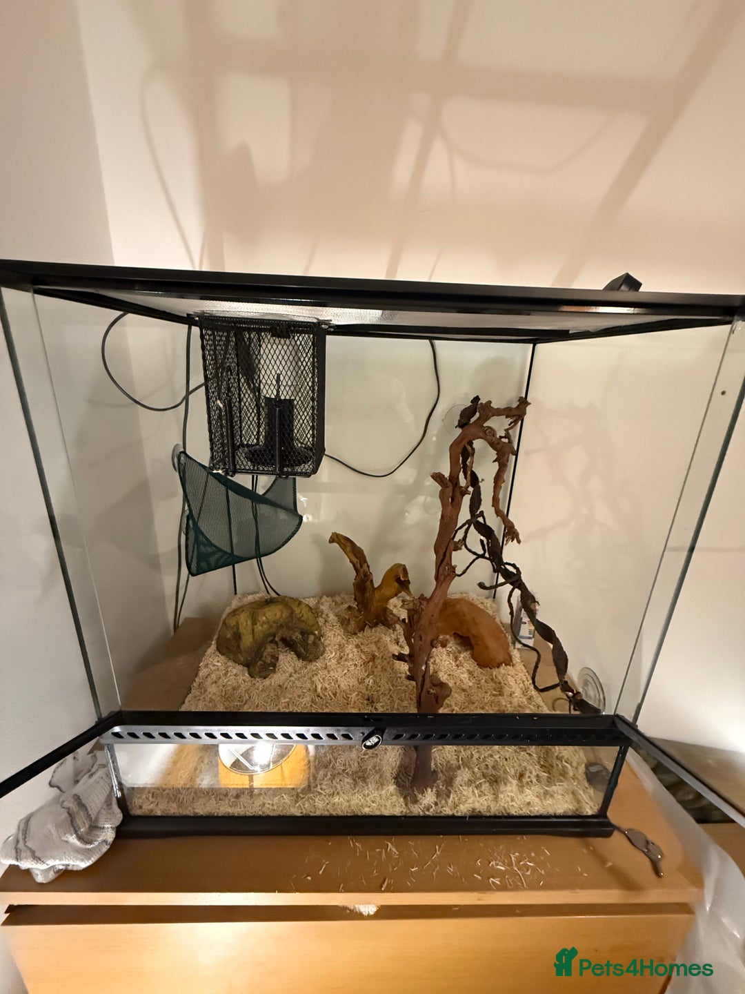 Rat Snake reptiles for sale: Yellow/ Eastern Rat Snake - Image 6