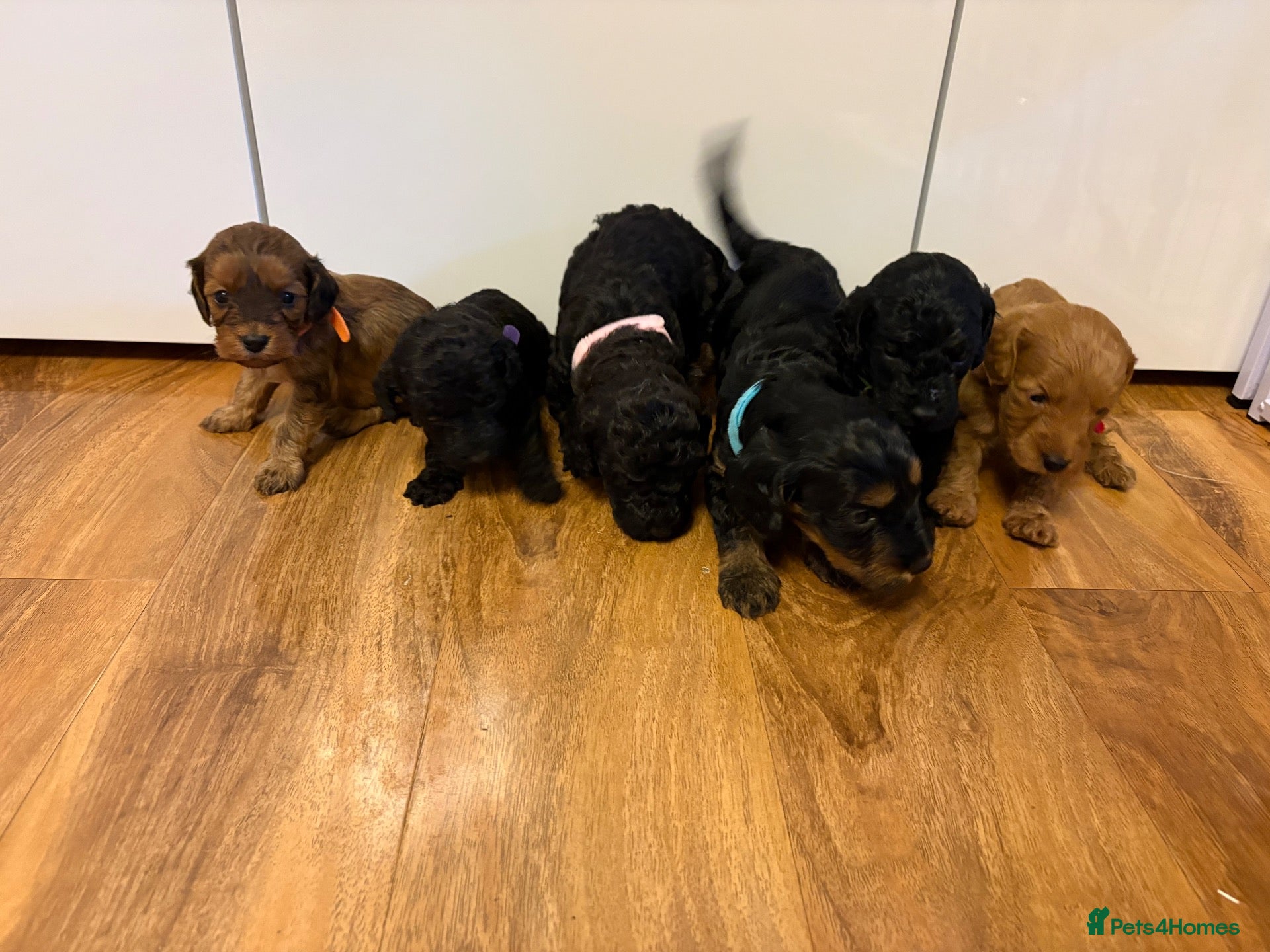 Cockapoo dogs Cockapoo pups - Advert 7