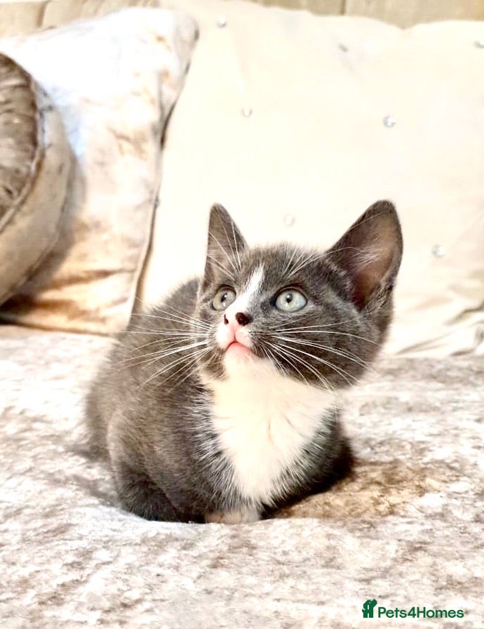Mixed Breed cats 2 LEFT Ragdoll X Kittens - Advert 1