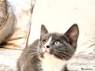 Mixed Breed cats 2 LEFT Ragdoll X Kittens - Advert 1