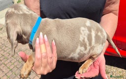 Dachshund dogs for sale: Beautiful kc isabella dapple dachshunds - Image 14