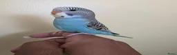 Budgerigars birds for sale: Hand tamed baby budgies for sale  - Advert 19