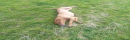 Rhodesian Ridgeback dogs for sale: 🦁RHODESIAN RIDGEBACKS PUPPIES🦁  - Advert 13