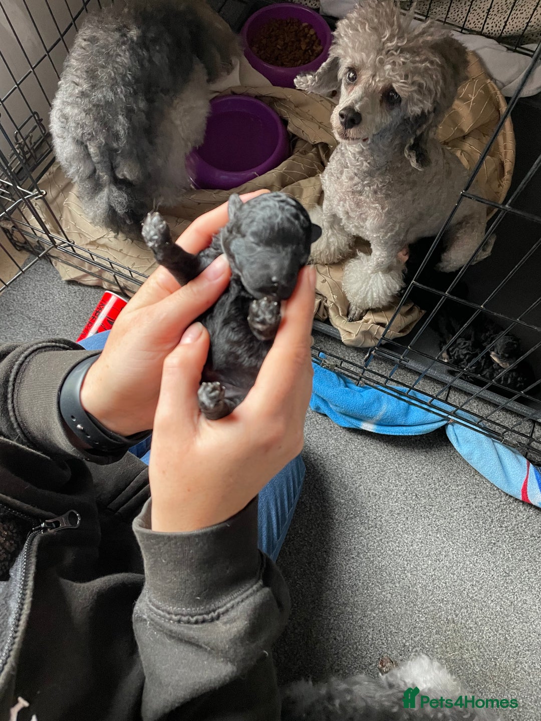 Toy Poodle dogs for sale: Gorgeous KC Toy Poodle Puppies - Image 4