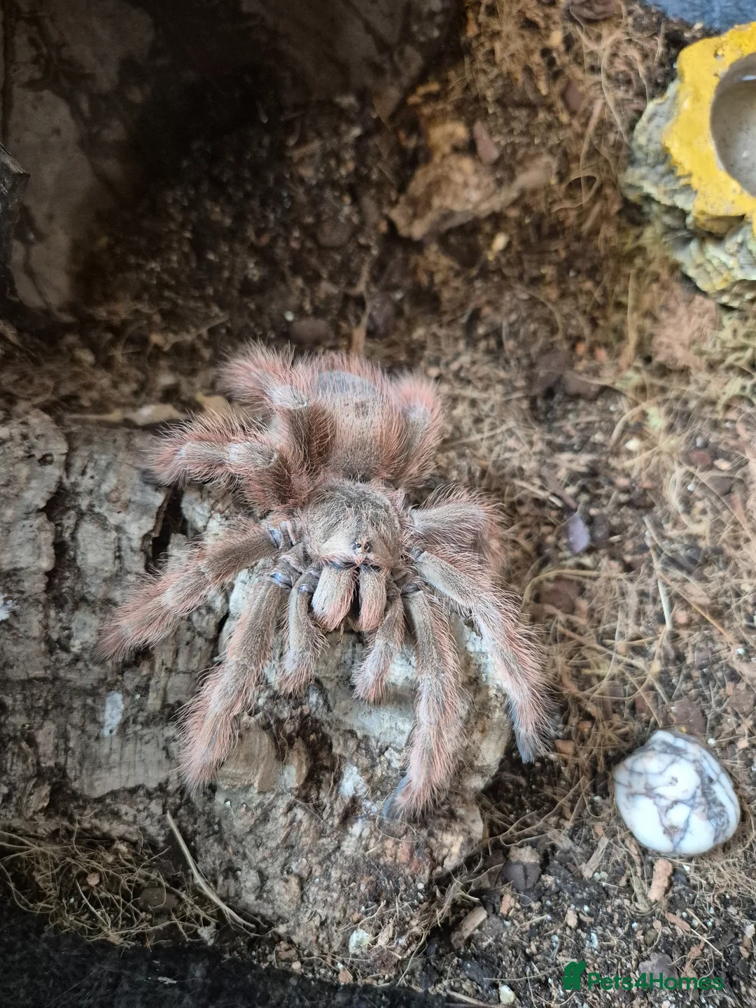 Tarantulas invertebrates for sale: AF Nhandu Tripepii in Kingswinford - Advert 1