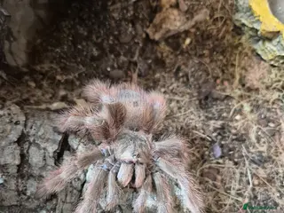 Tarantulas invertebrates AF Nhandu Tripepii - Advert 1