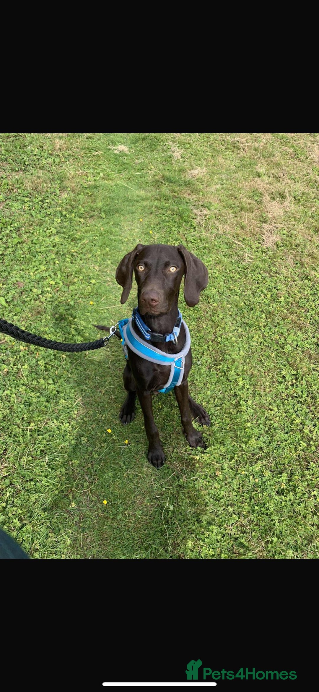 Hungarian Vizsla dogs for sale: Vizla/Vimaraner - Advert 3