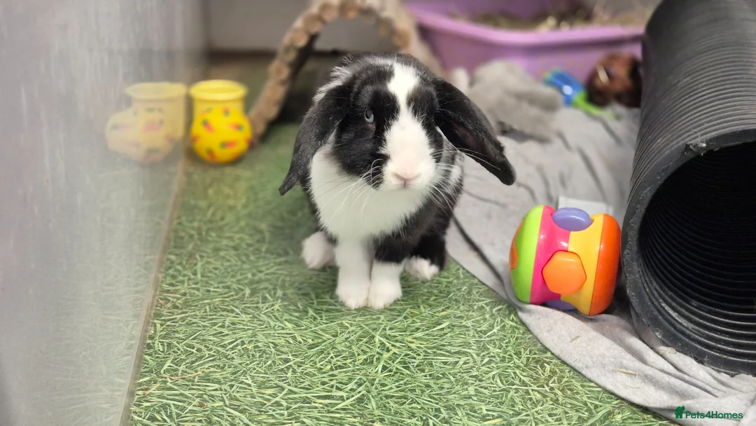Dwarf Lop rabbits for sale: Hops, male neutered and vaccinated  - Advert 2