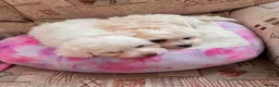 Mixed Breed dogs for sale: Bichon Maltese puppies - Advert 4