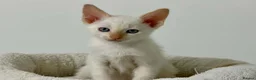 Cornish Rex cats for sale: 🐾 Beautiful Kittens Ready for Reservation 🐾 - Advert 12