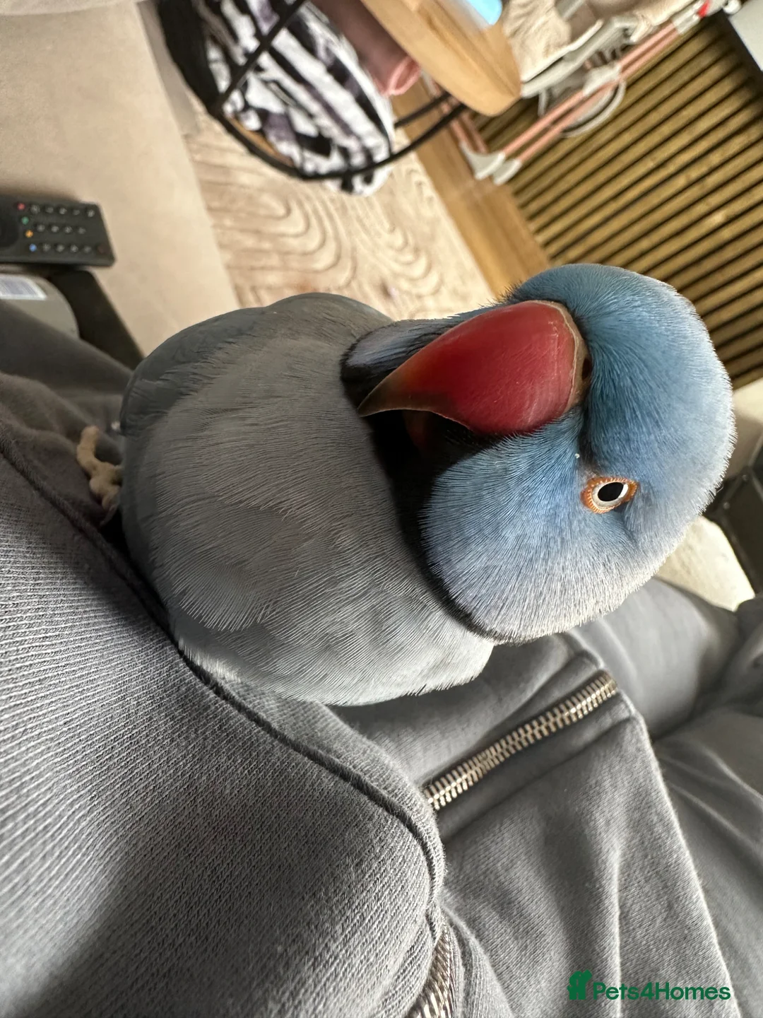 Ringnecks birds for sale: Male ringneck parrot in Warrington - Advert 1