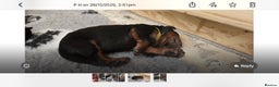 Chinese Red Dog dogs for sale: Chinese Red dog Pups available - Advert 2