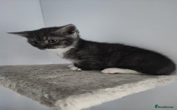 Munchkin cats for sale: Munchkin x Devon rex  - Advert 1