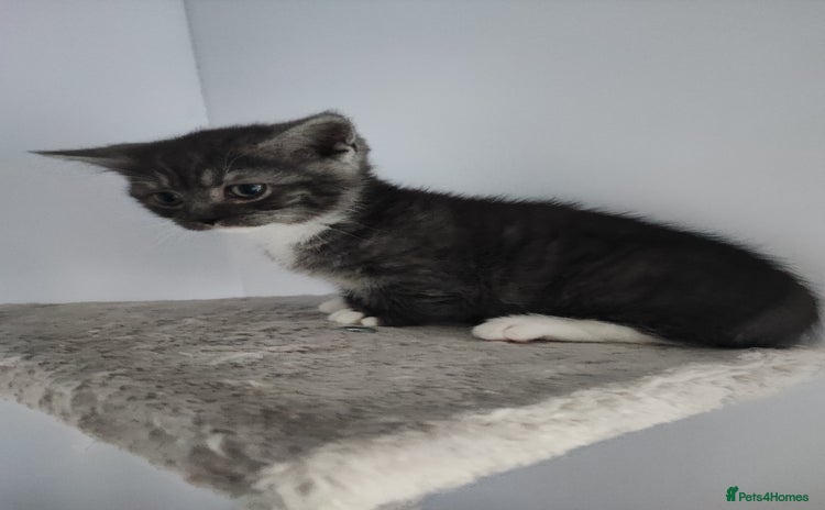 Munchkin cats - Advert 4