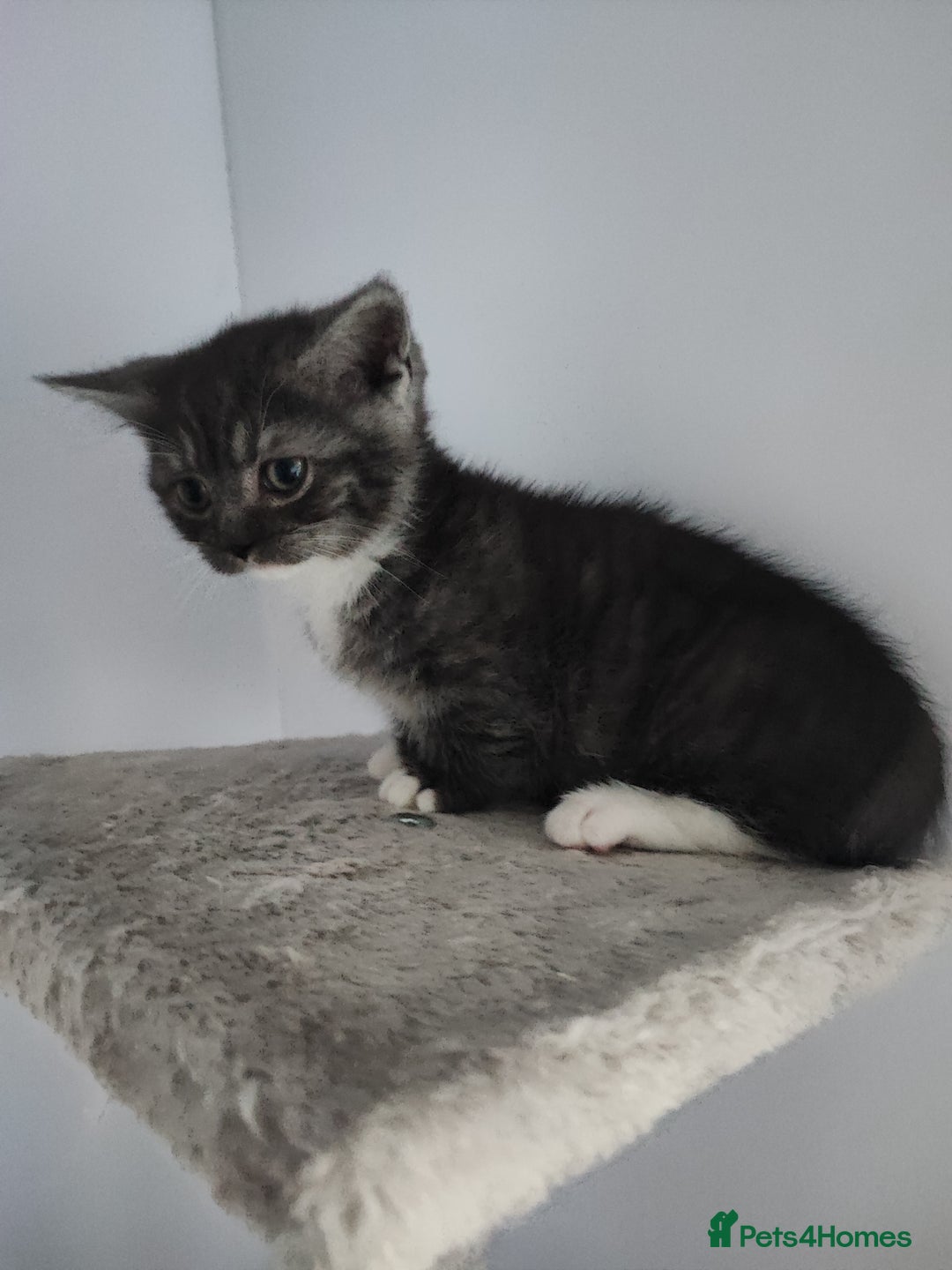 Munchkin cats for sale: Munchkin x Devon rex  - Advert 1