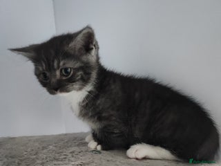 Munchkin cats for sale: Munchkin x Devon rex - Advert 1