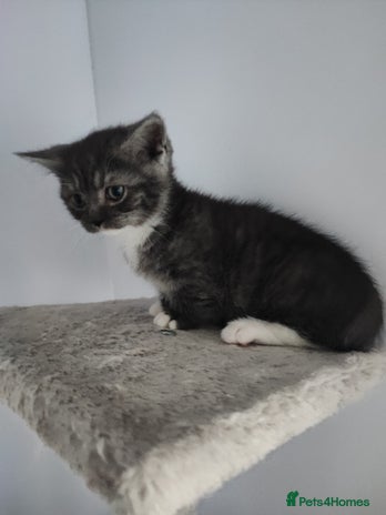 Munchkin cats - Advert 1