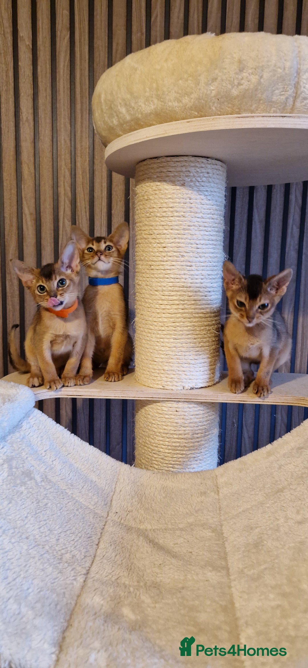 Abyssinian cats for sale: Pure Abyssian kittens ❤️ - Advert 34