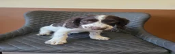 Sprocker dogs for sale: Beautiful Sprocker pups ready now. - Advert 18