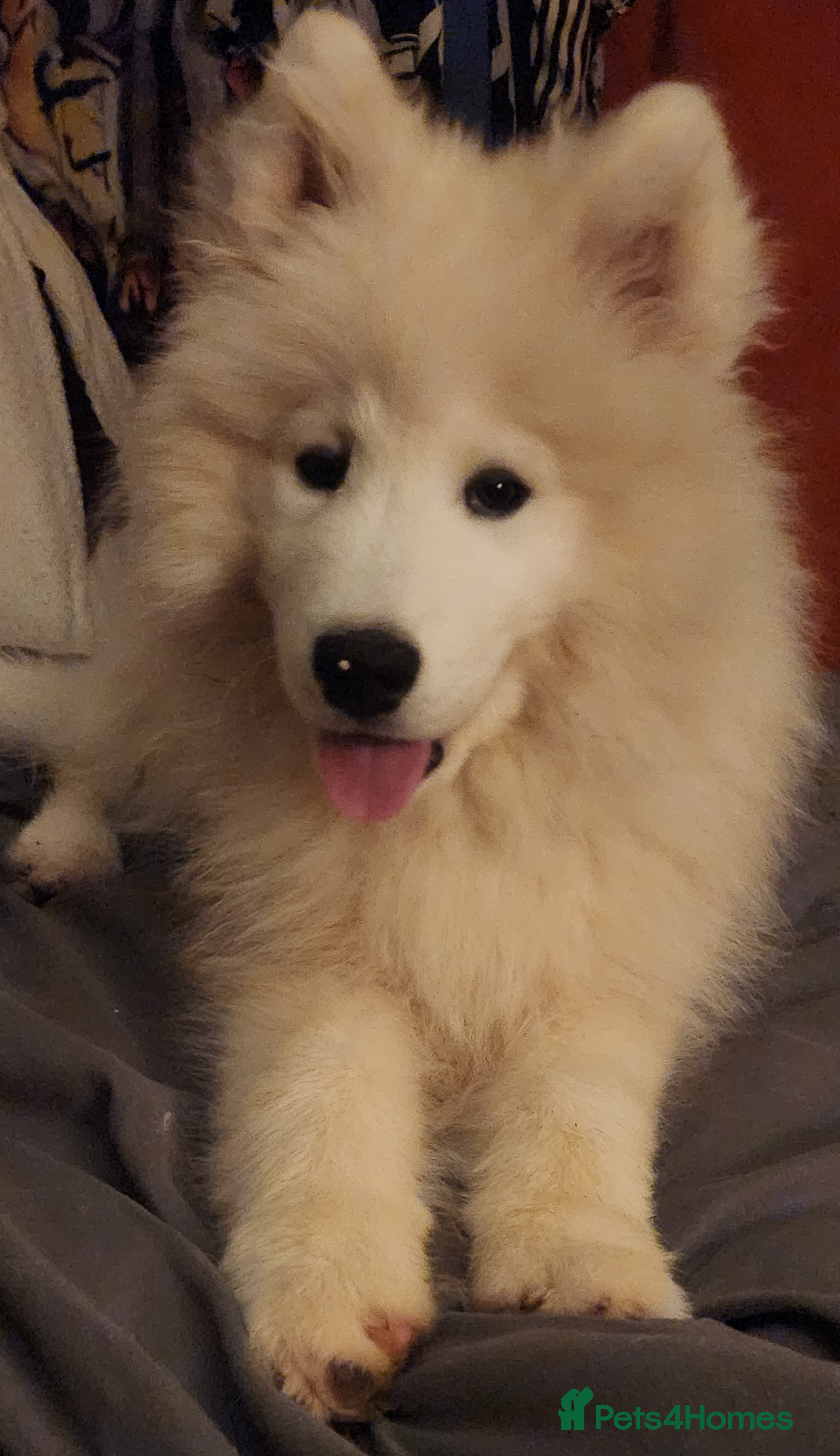 Samoyed dogs LAST - Stunning Female Pedigree Samoyed Puppies  - Advert 5