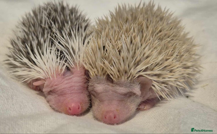 Pygmy Hedgehog rodents - Advert 10