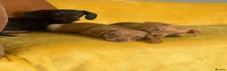 Chiweenie dogs for sale: Beautiful Chiweenie F1 Pedigree Registered Puppies in Southampton - Advert 11