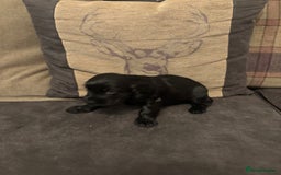 Cocker Spaniel dogs for sale: cocker spaniel pups for sale short tailed workers - Image 8