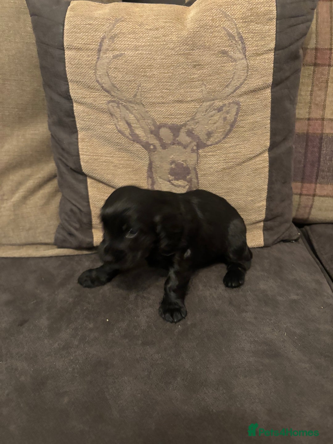 Cocker Spaniel dogs for sale: cocker spaniel pups for sale short tailed workers - Image 8