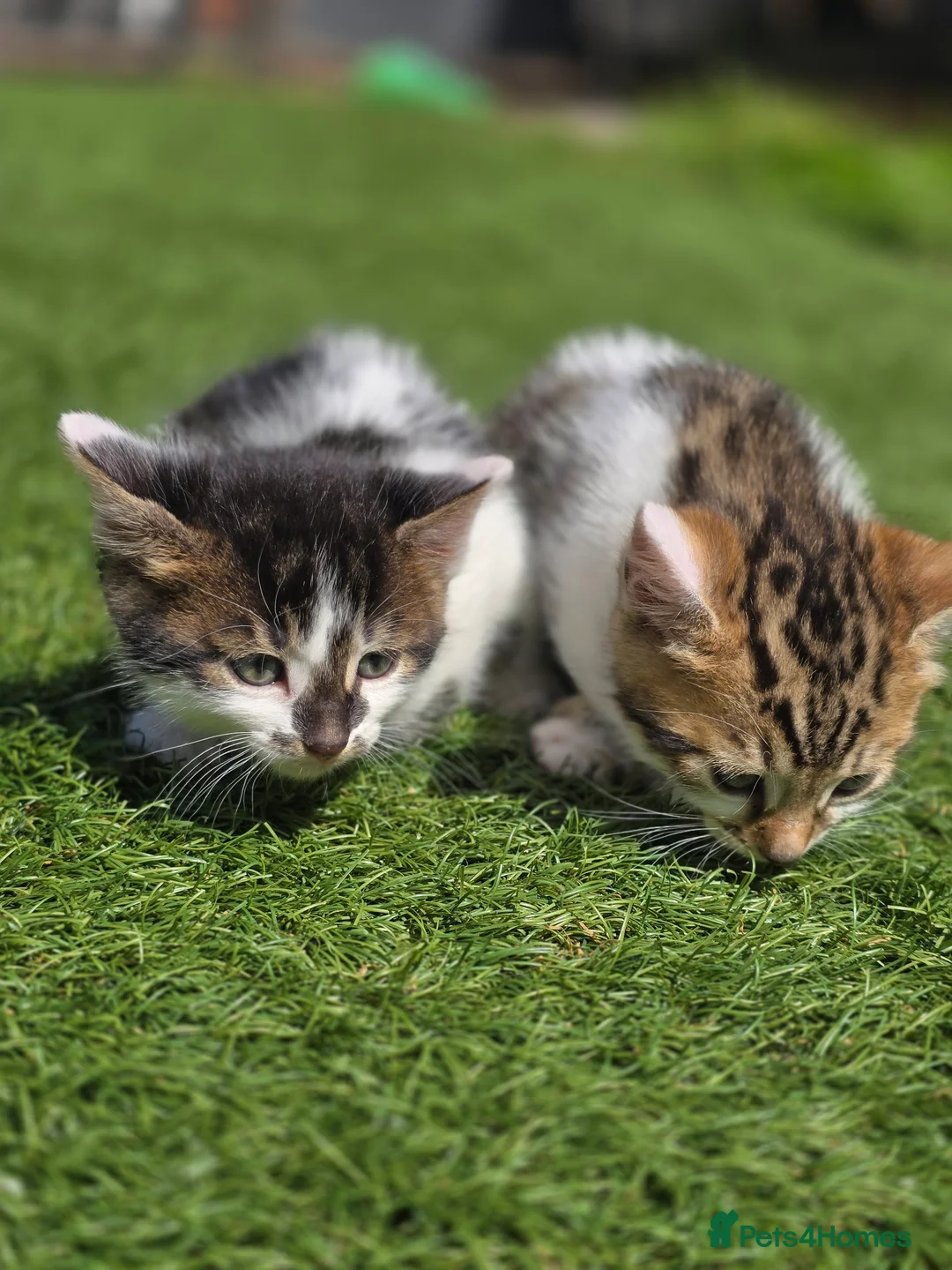 Bengal cats for sale: Bengal cross tabby Ready now in Croydon - Advert 19