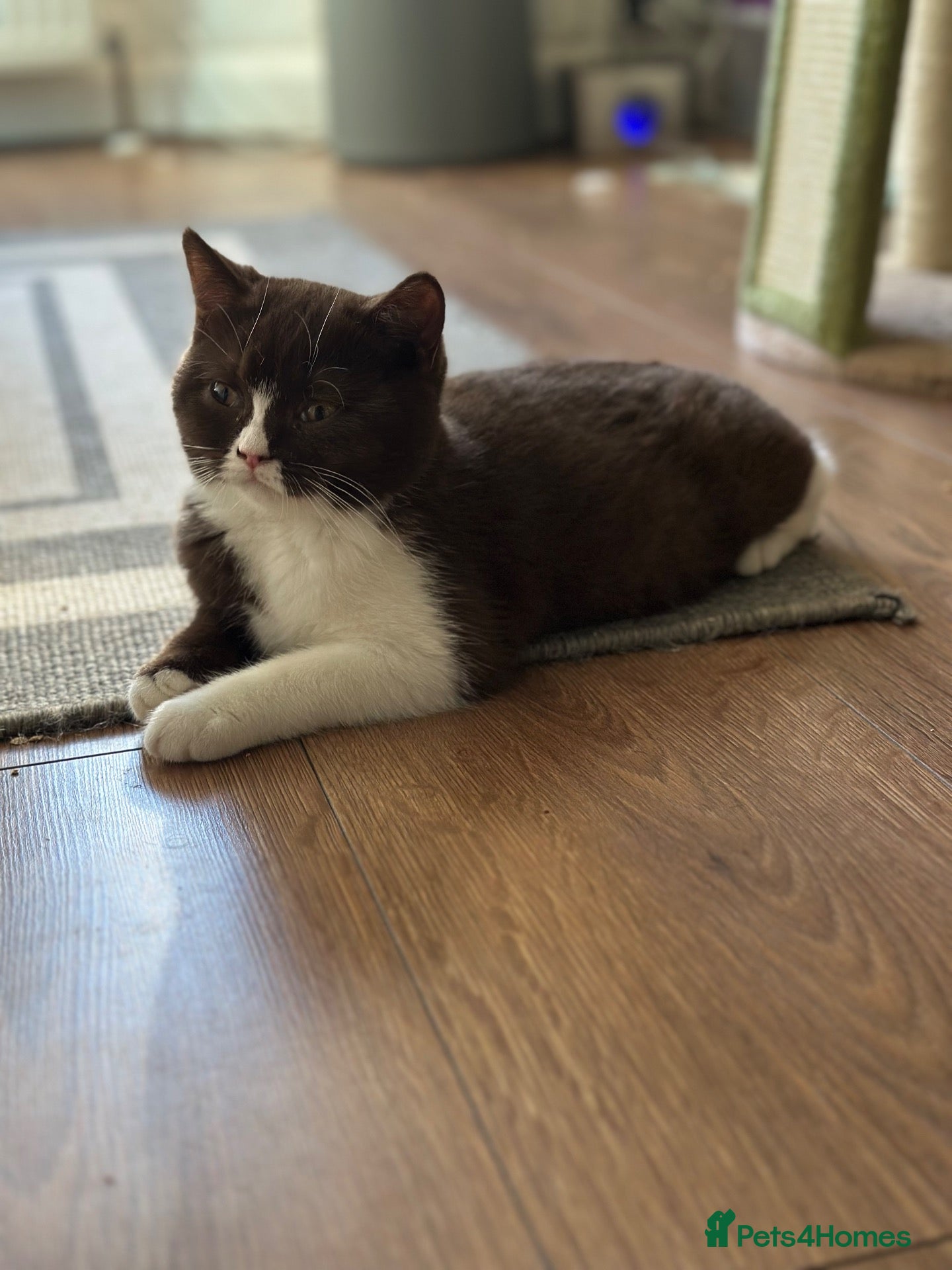 British Shorthair cats Chocolate bicolour - active reg GCCF  - Advert 1