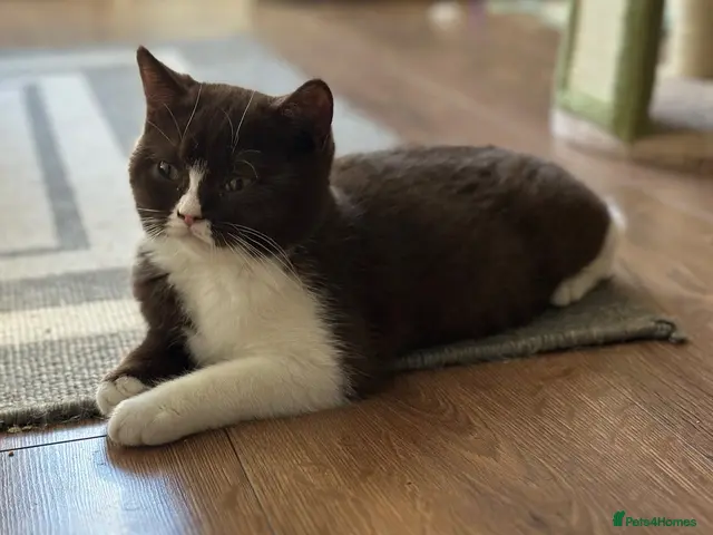 British Shorthair cats Chocolate bicolour - active reg GCCF - Advert 1