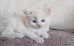 Ragdoll cats for sale: Ready in a week! Stunning Rare Ragdoll babies! - Image 3