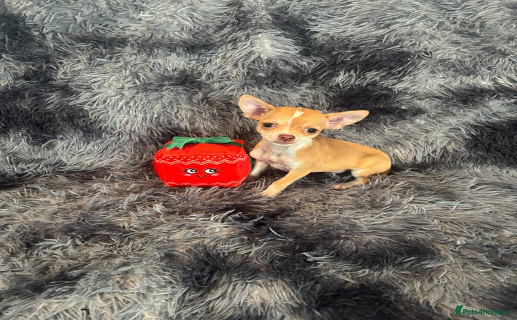 Chihuahua dogs Chihuahuas puppies  - Advert 3