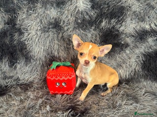 Chihuahua dogs Chihuahuas puppies - Advert 17