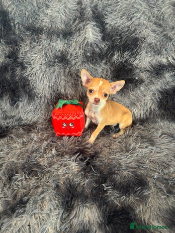 Chihuahua dogs Chihuahuas puppies - Advert 3