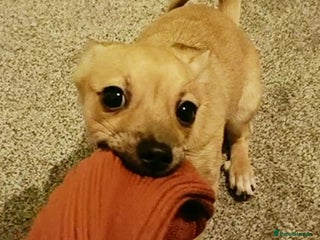 Mixed Breed dogs Jackawawa Jack Russell Chihuahua Girl 4 month old - Advert 3