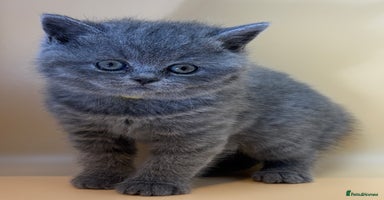 British Shorthair cats Gorgeous little bundles of joy!  - Advert 13