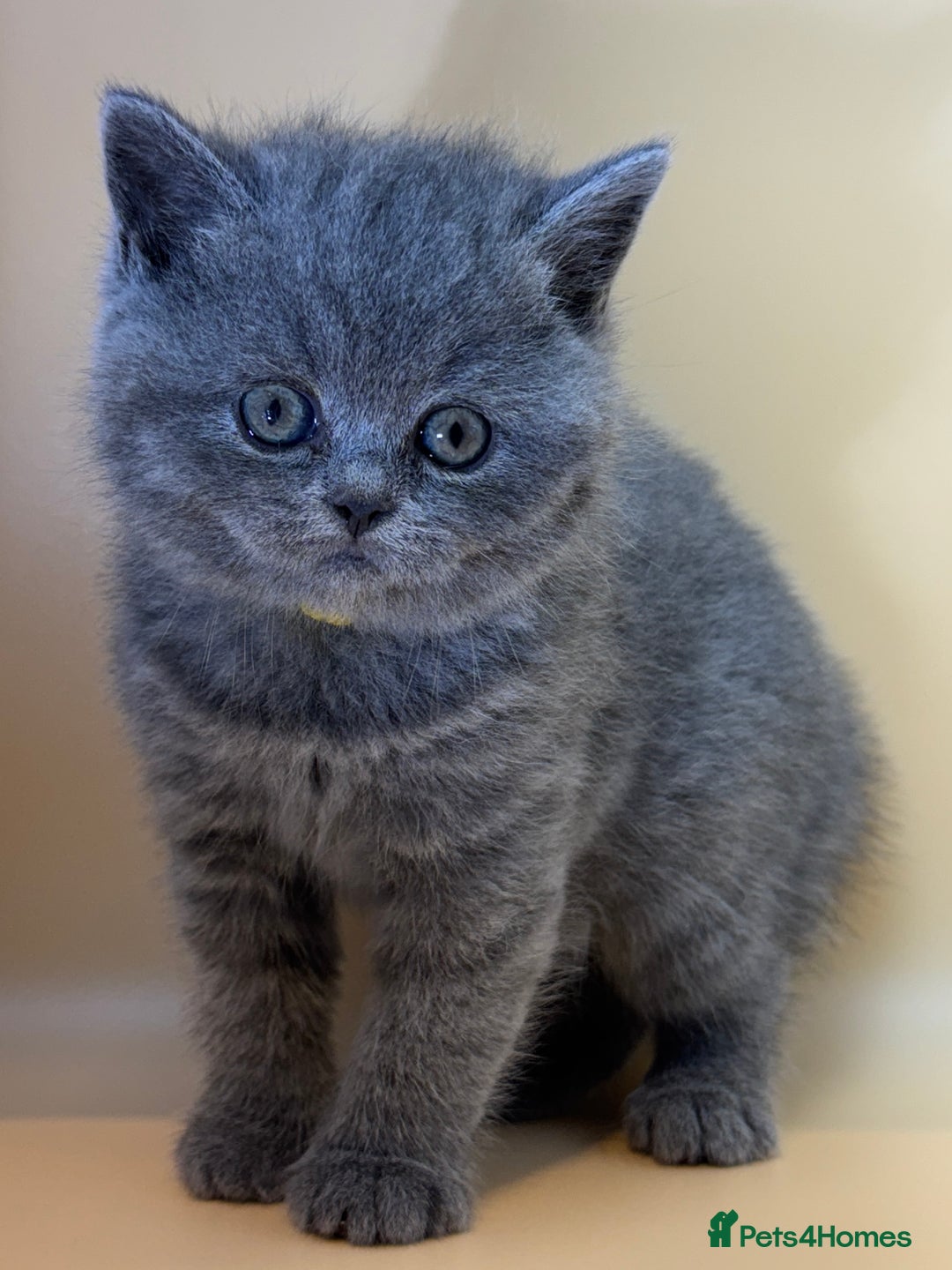 British Shorthair cats for sale: Gorgeous little bundles of joy!  - Advert 3