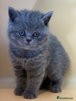 British Shorthair cats Gorgeous little bundles of joy! - Advert 4