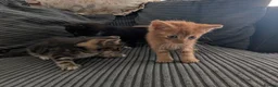 Mixed Breed cats for sale: Kitten  - Advert 13