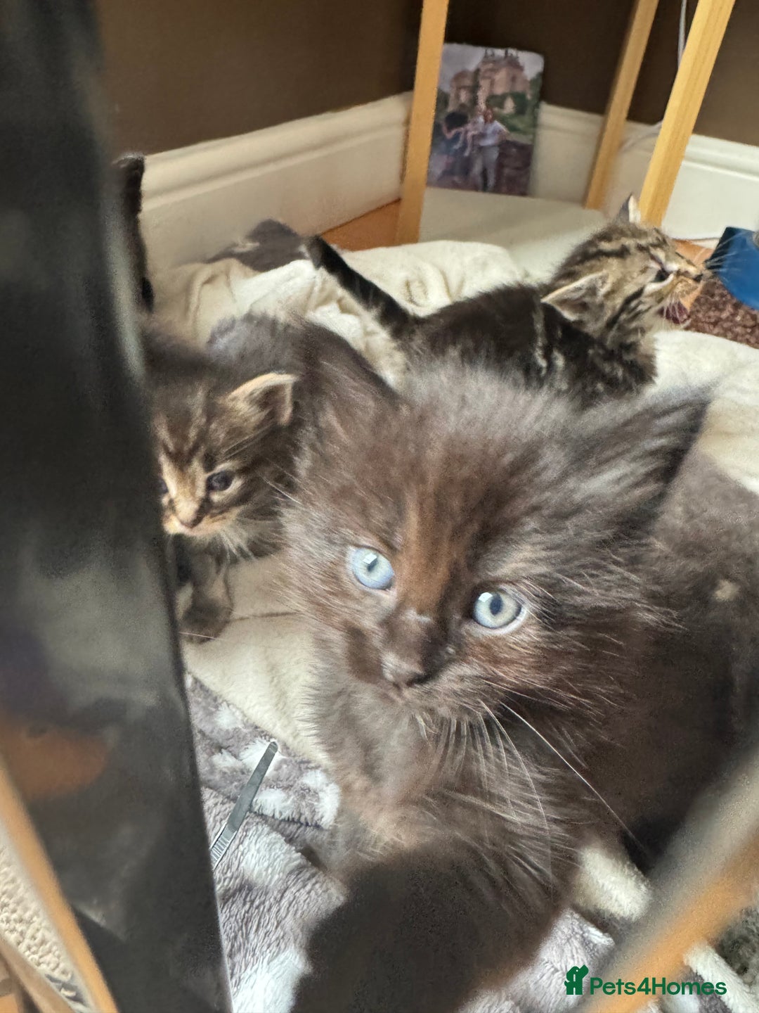 Mixed Breed cats for sale: 8 beautiful kittens (ready to go) - Image 3