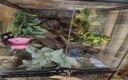 Gecko reptiles for sale: Cr sted Gecko high-end female - Image 3