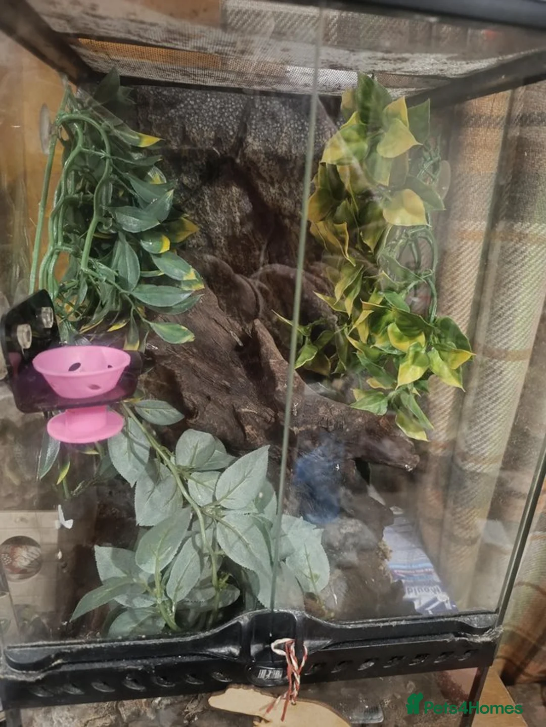 Gecko reptiles for sale: Cr sted Gecko high-end female - Advert 3