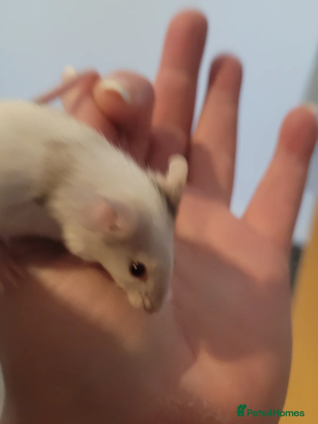 Mouse rodents for sale: Mice for sale  - Advert 1