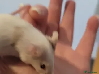 Mouse rodents Mice for sale - Advert 1