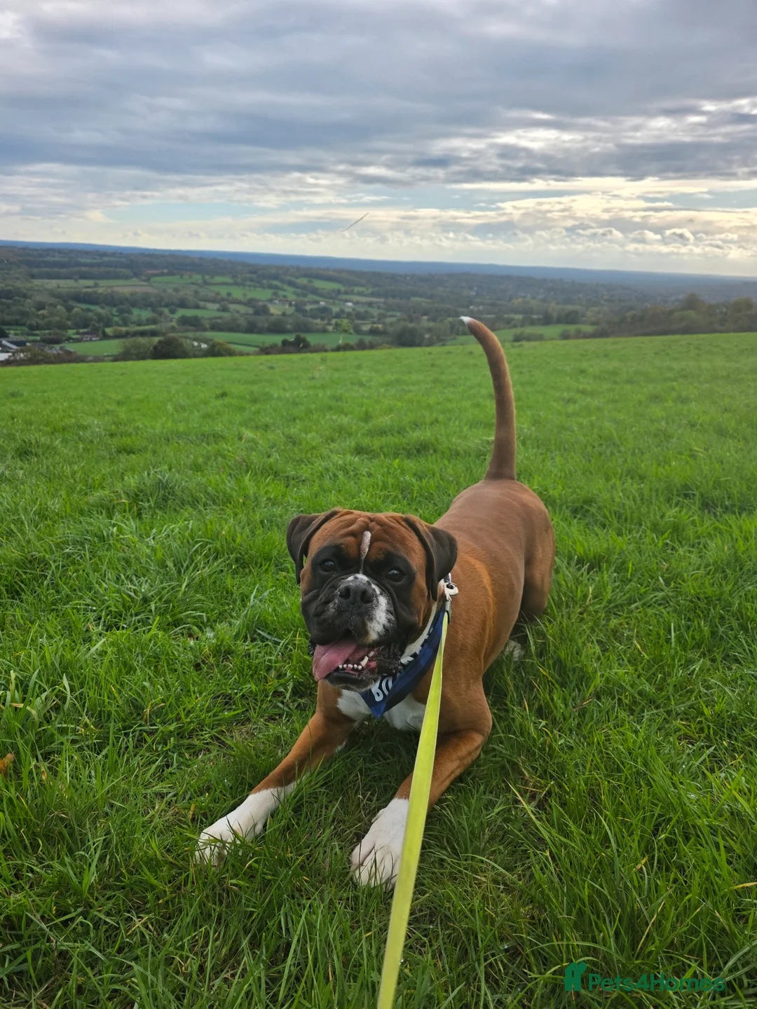 Boxer dogs for stud: First time stud, Bruce in Coulsdon - Advert 1
