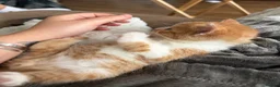 British Longhair cats for sale: Beautiful ginger and tortoiseshell kittens - Advert 2