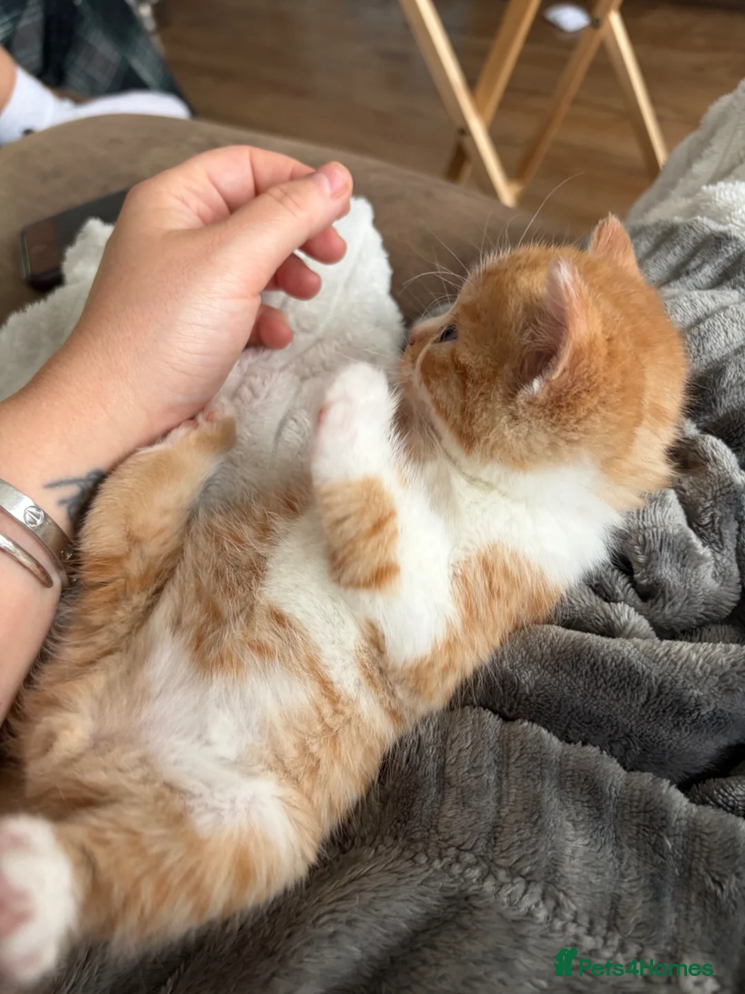 British Longhair cats for sale: Beautiful ginger and tortoiseshell kittens - Advert 2