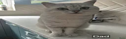 British Shorthair cats for sale: Stunning (Inside & Out) Silver British Shorthair - Advert 6